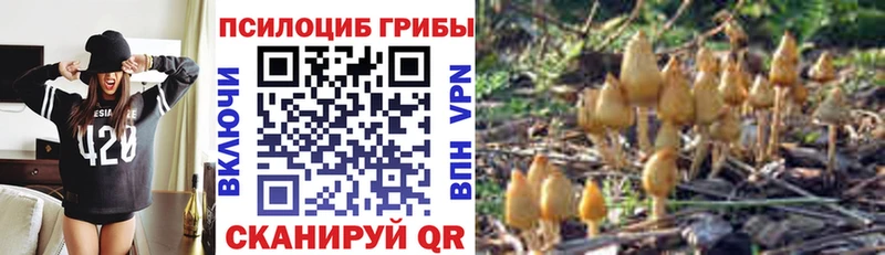 Купить где  Аргун  Псилоцибиновые грибы Psilocybine cubensis 
